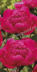Клуб.Пион Барбара (махровый, насыщенно-розовый)