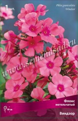 Клуб.Флокс Виндзор (малиновый с тем.центром)