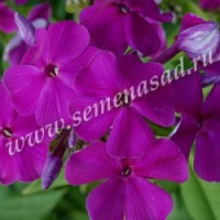 Клуб.Флокс Кинг (насыщенно-фиолетовый)