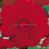 Клуб.Бегония махровая Скарлет  (ярко-красный) (2)  цена за 1шт.