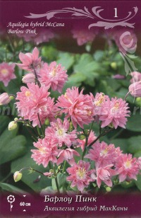 Клуб.Аквилегия МакКаны Пинк Барлоу (гибрид, махровый, розовый)