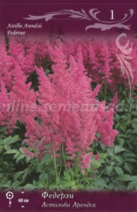 Клуб.Астильба Федерзи (арендса, карминно-розовый)