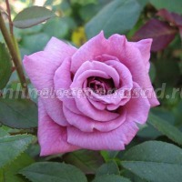 Куст.Роза парковая Бисантенэр де Гийо (пурпурно-красный)