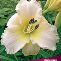 Клуб.Лилейник Арктик Сноу (кремово-белый с желт.горлом)