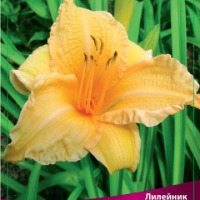 Клуб.Лилейник Берти Феррис (оранжевый, гофриров., ароматный)