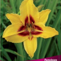 Клуб.Лилейник Бонанза (ярко-желтый с красн. глазком, неприхотливый)