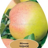 Куст.Яблоня карликовая Чудное (летний,зеленовато-желтый с румянцем)  коробка