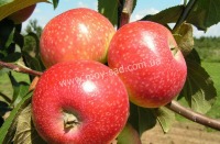 Куст.Яблоня культ. Елена (раннелетний,зеленоватый с розово-пурпурным) (в коробке)