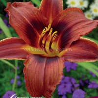 Клуб.Лилейник Блэк Принц (темно-бордовый с желтым горлом)