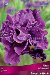 Клуб.Ирис сибирский Бандл ов Джой (пурпурно-розовый, махровый)