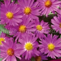 Клуб.Астра кустарниковая Аннеке (ярко-розовый)