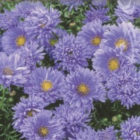 Клуб.Астра новобельгийская Мари Баллард (голубой)