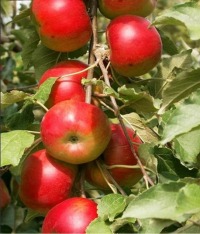 Куст.Яблоня колонновидная Баргузин (осенний, желто-зеленый)  коробка