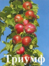 Куст.Яблоня колонновидная Триумф (осенний, зеленоватый с красным румянцем)  коробка