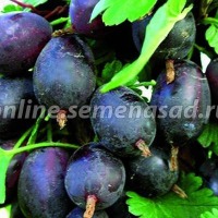 Куст.Крыжовник Грушенька (среднеп.,красный, бесшипый)