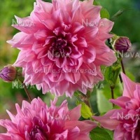 Клуб.Георгины Оттоз Трилл (светящийся нежно-розовый)