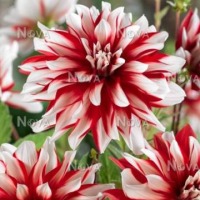 Клуб.Георгины Кэтчинг Файр (декорат., оч.яркий, белый с красным центром)