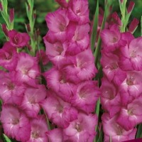 Клуб.Гладиолусы Фиделио (фиолетовый)  (10)  цена за 1шт.