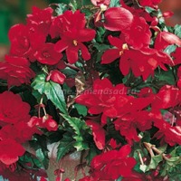 Клуб.Бегония ампельная Скарлет (ярко-красный) (2) цена 1шт.