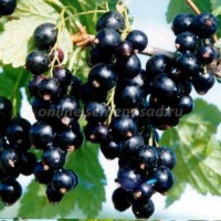 Куст.Смородина черная Валовая (средний)