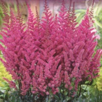 Клуб.Астильба Мэгги Дейли (китайская, темно-розовый)