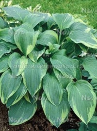 Клуб.Хоста Алватин Тейлор (листья сердцевидные, голубоватые)