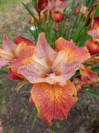 Клуб.Ирис сибирский Паприкаш (оранжево-красный с желтой пудрой)