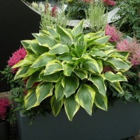 Клуб.Хоста Дон Стивенс (листья блестящие, ярко-зеленые с желтой каймой)