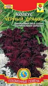Цв.Колеус Черный дракон Плазмас
