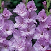 Клуб.Гладиолусы Альфа (светло-сиреневый) (10) цена за 1шт.