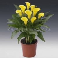 Клуб.Калла Санклаб (ярко-желтый)