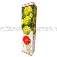 Куст.Роза парковая Лихткениген Лючия (желтый)