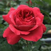 Куст.Роза парковая Рубан Руж (карминно-красный)