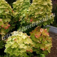 Куст.Гортензия метельчатая Граффити (цветки св-зеленые, розовые, потом белые с зел.и роз. прожилками)