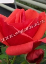 Куст.Роза канадская парковая Модэн Файрглоу (красный, махровый, 0,7м)