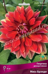 Клуб.Георгины Мисс Брэнди (декорат., лососево-розовый с лиловым кантом)