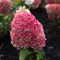 Куст.Гортензия метельчатая Пинки Промис (окраска меняется от ярко-белой до темно-розовой)