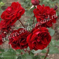 Куст.Роза парковая Изабель Ренессанс (красный)