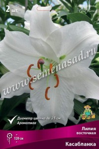 Клуб.Лилии вост. Касабланка (чисто-белый, очень крупный)  (2)  цена за 1шт.