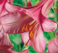 Клуб.Лилии трубчат. Пинк Перфекшн (розово-сиреневый)  (2)  цена за 1шт.