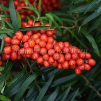 Куст.Облепиха Жемчужница