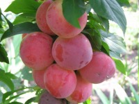 Куст.Слива Подарок Санкт-Петербургу (алыча, ранний, желто-оранжевый)  коробка