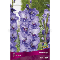 Клуб.Гладиолусы Биг Герл (лавандово-фиолетовый с вишнев акцентом и белыми лучами) (10) цена за 1шт.