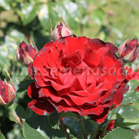 Куст.Роза чайно-гибр.Хоммаж Барбара (темно-красный)