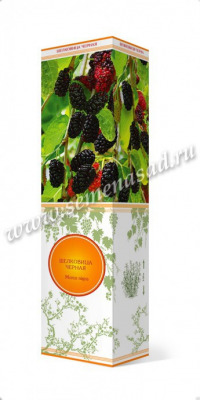 Куст.Шелковица черная Нигра (зимостойкий, лист зеленый, плоды сладкие)