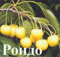 Куст.Черешня Рондо (ранний,зимостойкий, плоды желтые, сладкие)  коробка