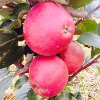 Куст.Яблоня культ. Медуница (в коробке) (летний, зеленовато-желтый с красн. полосками)