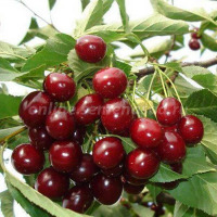 Куст.Черешня Слава Жукова (раннеспелый,плоды темно-красного цвета