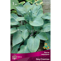 Клуб.Хоста Блу Стилтон (листья голубовато-зеленые, компактный)