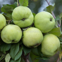 Куст.Яблоня карликовая Кроха  (в коробке)